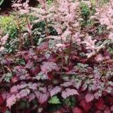 Astilba boja limete: opis + fotografija